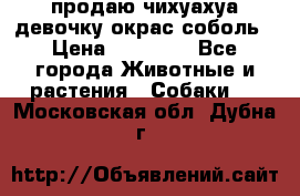 продаю чихуахуа девочку,окрас соболь › Цена ­ 25 000 - Все города Животные и растения » Собаки   . Московская обл.,Дубна г.